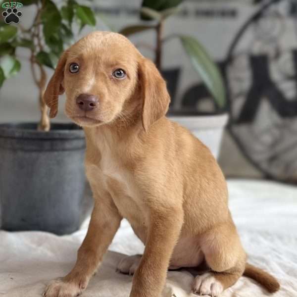 Sampson, Yellow Labrador Retriever Puppy